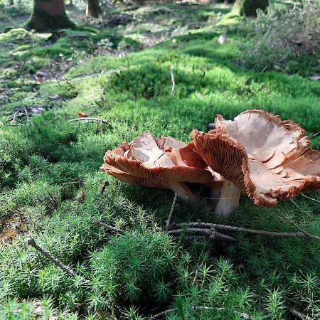 Dom wakacyjny La Maison Des Marguerites *